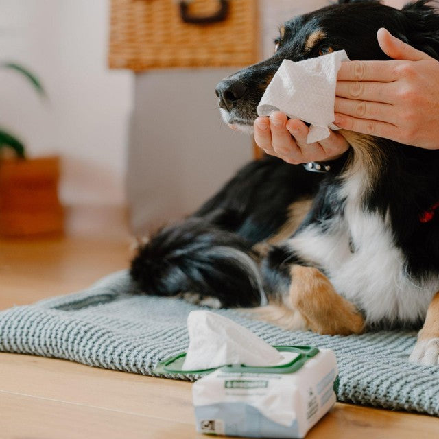 Beco Pets soothing dog eye wipes 70 pack - British product