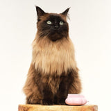 Tangle Teezer cat brush pink for short to medium fur, UK version