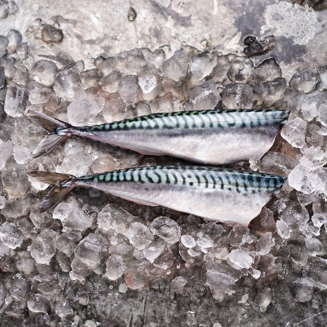 Hook, Line and Sinker headed and gutted mackerel 300g, UK version