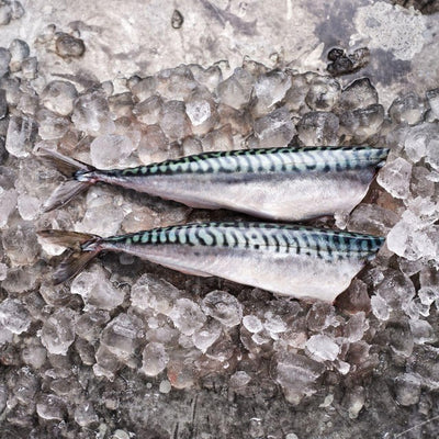 Hook, Line and Sinker Kopf- und ausgenommene Makrele Frischfisch 300g