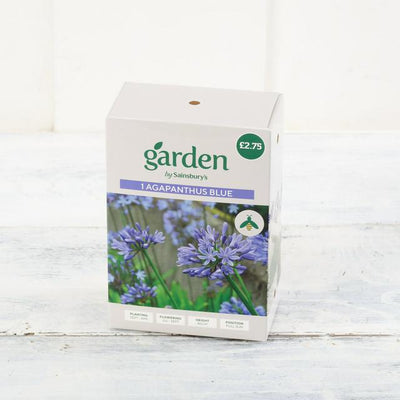 Sainsburys Sainsburys Agapanthus Bleu x1- Acheter en ligne chez McGrocer