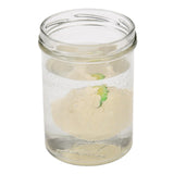 Rex London dinosaur egg hatching toy, imported from the UK
