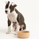 Mason Cash lettered dog bowl 13cm, imported from the UK