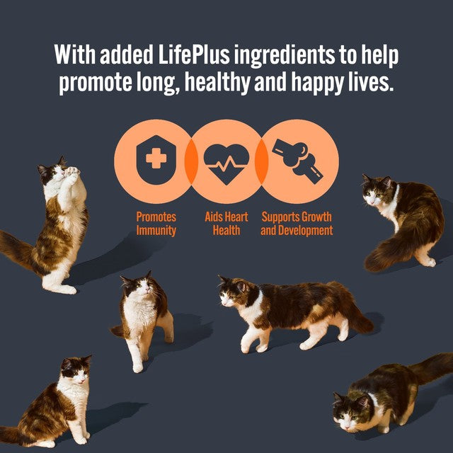 HiLife kitten food Tender Chicken 8 x 70g, UK version