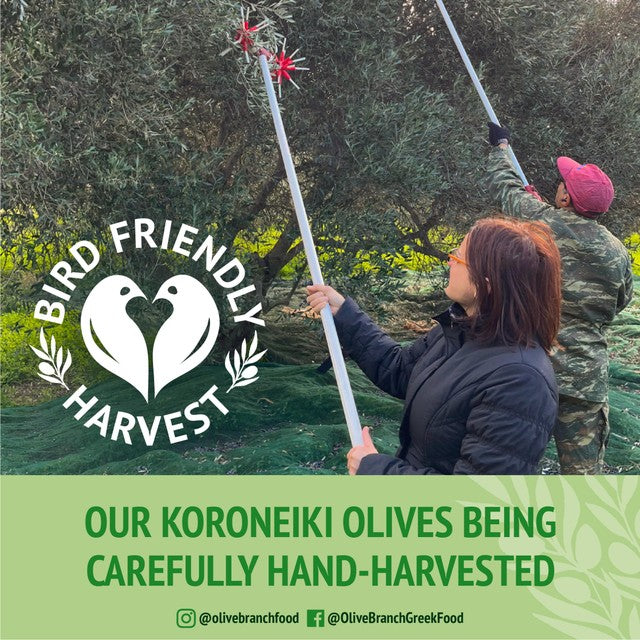 Olive Branch Greek extra virgin olive oil (British brand)