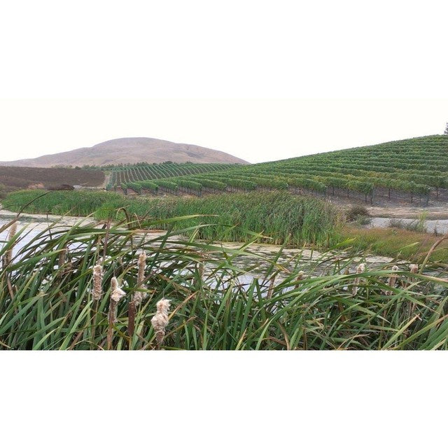 Bread & Butter Pinot Noir red wine 75cl - British product