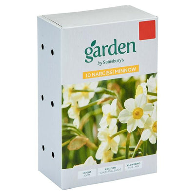 Sainsburys Narcissus Tazetta Minnow Flower Seeds Pack of 10- Buy online at McGrocer
