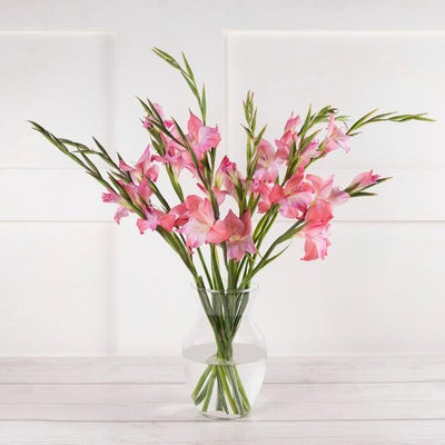 Sainsburys Mini Gladiolus- Kjøp online hos McGrocer