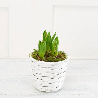 Sainsburys Sainsburys Panier Jacinthe Cadeau x3- Acheter en ligne chez McGrocer