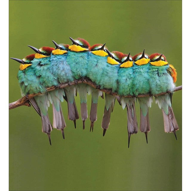Woodmansterne RSPB Bee-Eater greeting cards 8-pack, imported from the UK