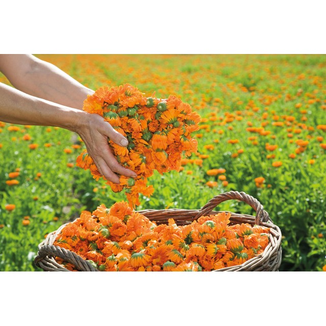 Weleda Calendula cuts and grazes spray 20ml (British brand)