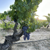 Terra Organica Rioja Crianza red wine 75cl (British brand)