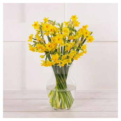 Sainsburys Sainsburys Speciality Daffodils- اشترِ عبر الإنترنت من McGrocer