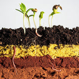 Wild! Science Worm Farm observation STEM kit, British brand