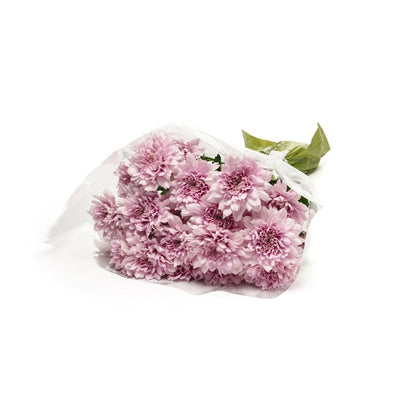 MM Flowers Spray-Chrysanthemen, Schnittblumen, 5 Stiele, 40 cm