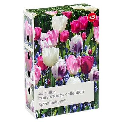 Sainsburys Berry Shades Flower Bulbs Collection, 40 Bulbs Including Tulips and Muscari- اشترِ عبر الإنترنت من McGrocer