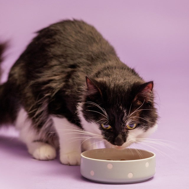 Mason Cash Polka Dot Sage pet bowl 13cm, imported from the UK
