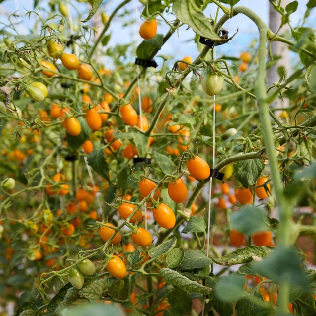 Natoora Sicilian Heritage Tomato Duo mixed tomatoes 220g shipped from the UK