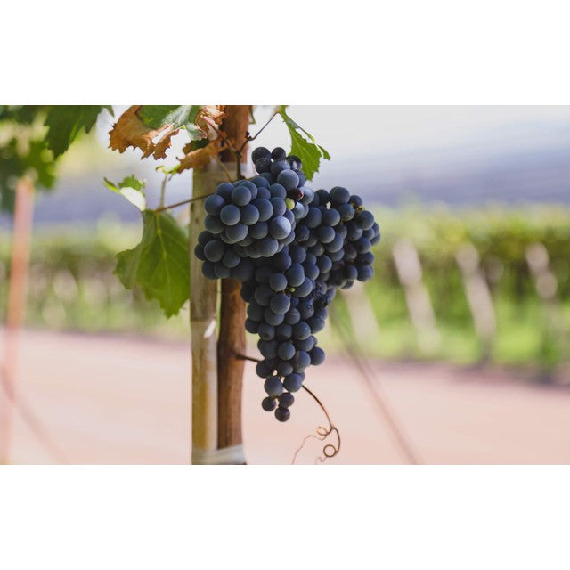 Terra Organica Malbec Red Wine 75cl (British brand)