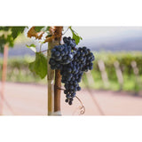 Terra Organica Malbec Red Wine 75cl (British brand)