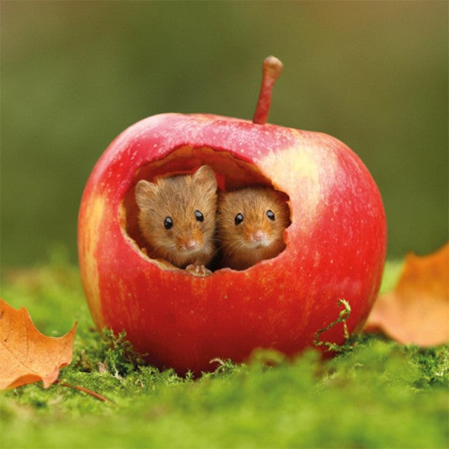 Abacus Harvest Mice greetings card 16cm x 16cm, imported from the UK