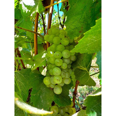 Vin blanc Errazuriz Reserva Pinot Grigio 75 cl