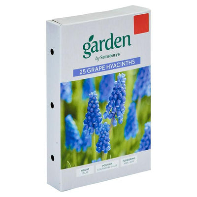 Sainsburys Sainsburys Garden Grape Hyacinths x25- اشترِ عبر الإنترنت من McGrocer