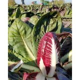 Natoora Italian Radicchio Trevisano 300g, imported from the UK