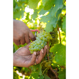 Babylonstoren Chenin Blanc white wine 75cl - British product