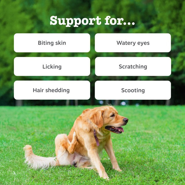 Zesty Paws dog chews Allergy Immunity supplement (British brand)