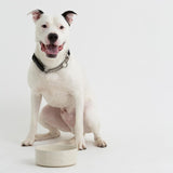 Mason Cash Colour Mix Cream dog bowl 20cm, imported from the UK