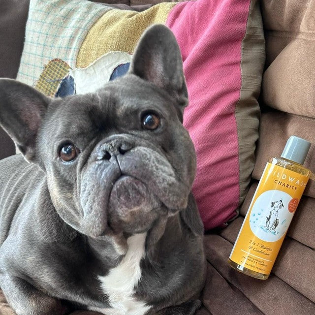 WildWash 2-in-1 charity dog shampoo and conditioner, UK version