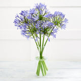 Agapanthus