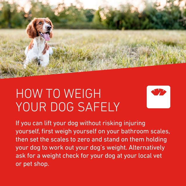 Frontline Wormer Tablets X Large Dog 2 Pack - British product