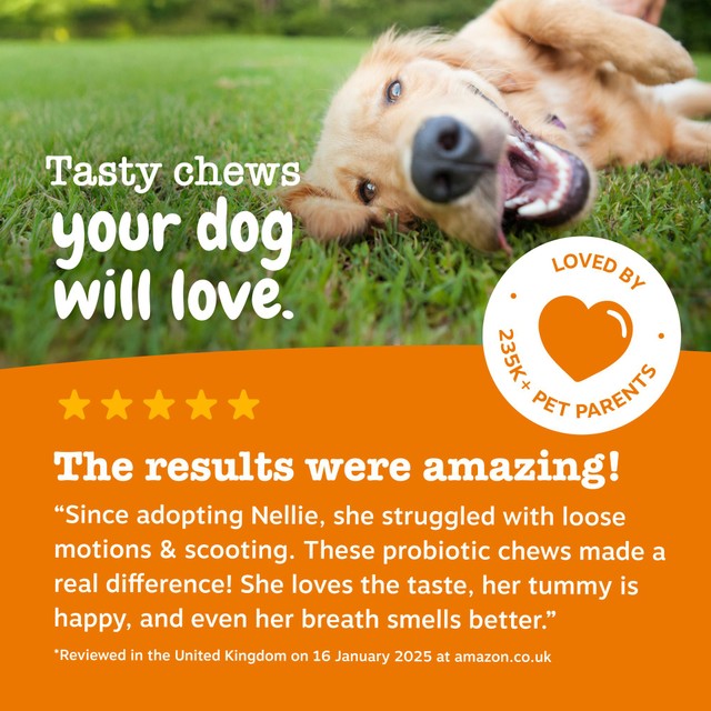 Zesty Paws dog chews probiotic pumpkin flavour - British product