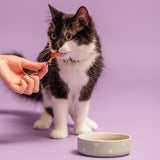 Mason Cash Polka Dot Sage pet bowl 13cm, imported from the UK