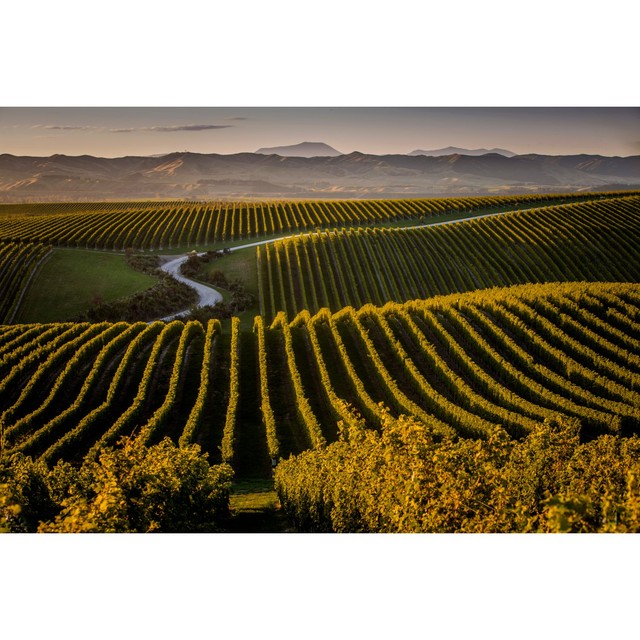 Yealands Sauvignon Blanc white wine 75cl (British brand)