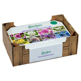 Sainsburys Allium-Kollektion