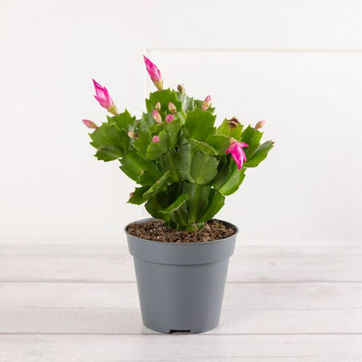 Sainsburys Cactus Fleur - Acheter en ligne sur McGrocer