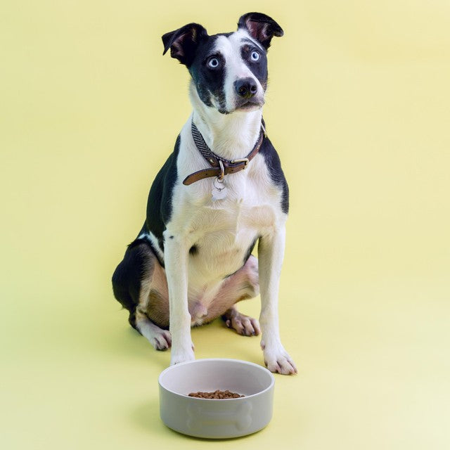 Mason Cash Grey dog bowl 20cm, imported from the UK