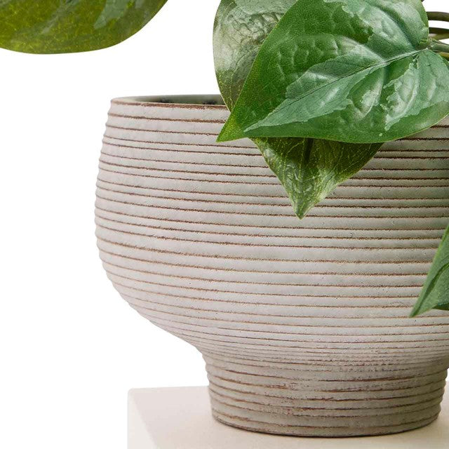 M&S artificial trailing pothos plant in cement pot, imported from the UK