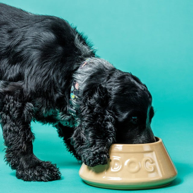 Mason Cash lettered dog bowl 21cm, imported from the UK