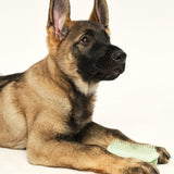 Tangle Teezer Pet Teezer Puppy Brush in green - British product