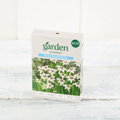 Sainsburys Sainsburys Garden Acidanthera x30- اشترِ عبر الإنترنت من McGrocer