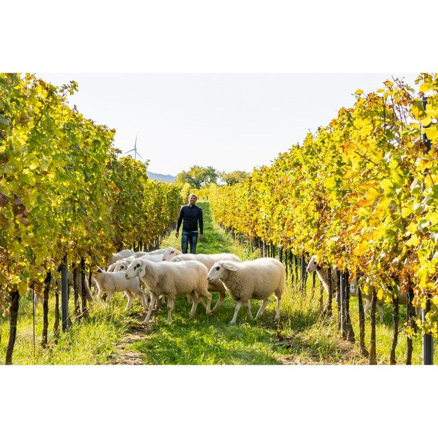 Terra Organica white wine Gruner Veltliner 75cl (British brand)