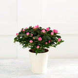 Azalea Flowering Plant