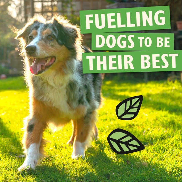 Lily's Kitchen dog food multipack 12 pack, UK version