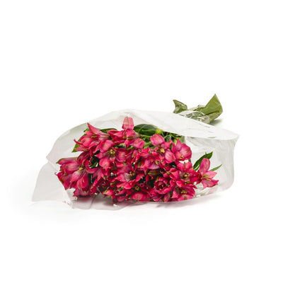 MM Flowers Cerise Alstroemeria Snittblomster 5 Stilk 40cm
