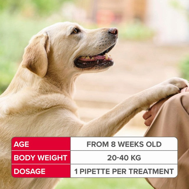 Beaphar FIPROtec spot-on flea treatment for large dogs, imported from the UK