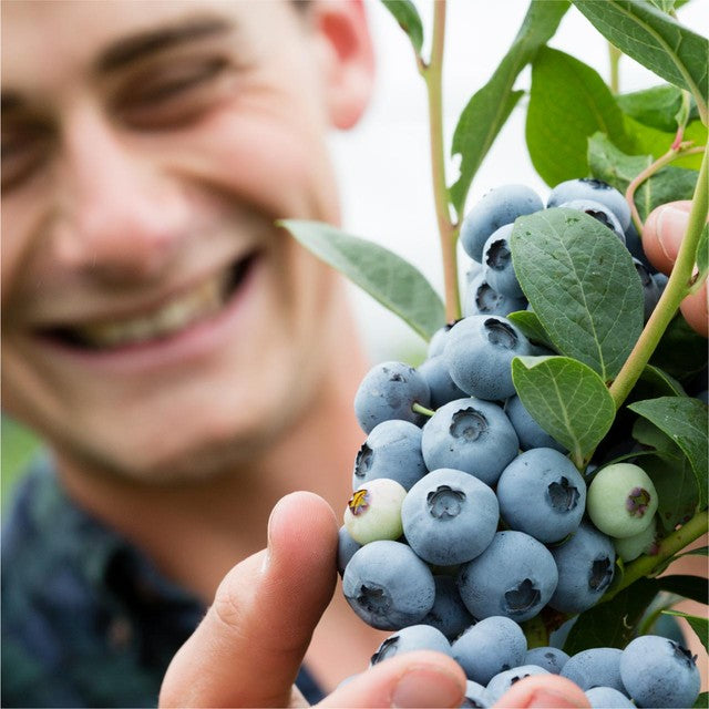 Berryworld blueberries 150g - British product